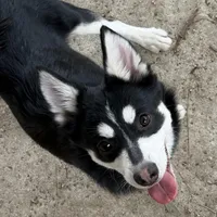Eskimo, a male Alaskan Klee Kai and Pomsky for sale in Lake Elsinore, CA – Photo 1 of 7