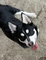 Eskimo, a male Alaskan Klee Kai and Pomsky for sale in Lake Elsinore, CA – Photo 1 of 7