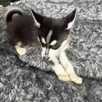 Eskimo, a male Alaskan Klee Kai and Pomsky for sale in Lake Elsinore, CA – Photo 5 of 7