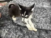 Eskimo, a male Alaskan Klee Kai and Pomsky for sale in Lake Elsinore, CA – Photo 5 of 7