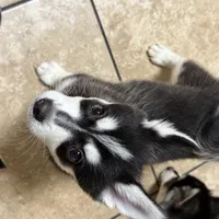 Eskimo, a male Alaskan Klee Kai and Pomsky for sale in Lake Elsinore, CA – Photo 7 of 7