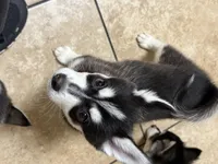 Eskimo, a male Alaskan Klee Kai and Pomsky for sale in Lake Elsinore, CA – Photo 7 of 7