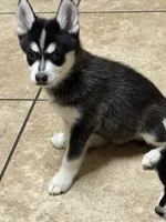 Eskimo, a male Alaskan Klee Kai and Pomsky for sale in Lake Elsinore, CA – Photo 6 of 7