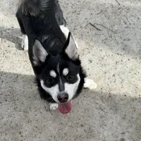Eskimo, a male Alaskan Klee Kai and Pomsky for sale in Lake Elsinore, CA – Photo 3 of 7