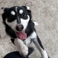 Eskimo, a male Alaskan Klee Kai and Pomsky for sale in Lake Elsinore, CA – Photo 2 of 7