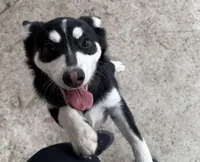 Eskimo, a male Alaskan Klee Kai and Pomsky for sale in Lake Elsinore, CA – Photo 2 of 7