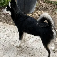 Eskimo, a male Alaskan Klee Kai and Pomsky for sale in Lake Elsinore, CA – Photo 4 of 7