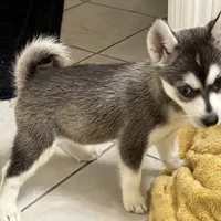 Cutie, a female Alaskan Klee Kai and Pomsky for sale in Lake Elsinore, CA – Photo 4 of 4
