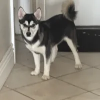 Cutie, a female Alaskan Klee Kai and Pomsky for sale in Lake Elsinore, CA – Photo 1 of 4