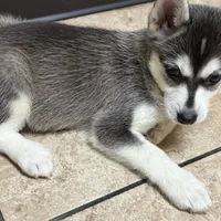 Cutie, a female Alaskan Klee Kai and Pomsky for sale in Lake Elsinore, CA – Photo 3 of 4