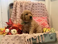 Lassie, a female Golden Retriever for sale in Willard, WI – 4 of 4