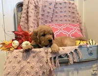 Lassie, a female Golden Retriever for sale in Willard, WI – 3 of 4