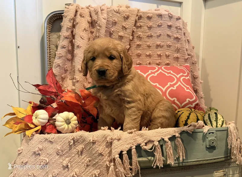 Lassie – Golden Retriever puppy for sale in Willard, WI