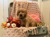 Lassie, a female Golden Retriever for sale in Willard, WI – 1 of 4