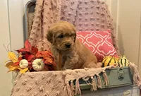 Pumpkin , a female Golden Retriever for sale in Willard, WI – 2 of 3