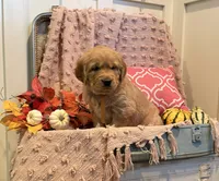 Pumpkin , a female Golden Retriever for sale in Willard, WI – 3 of 3