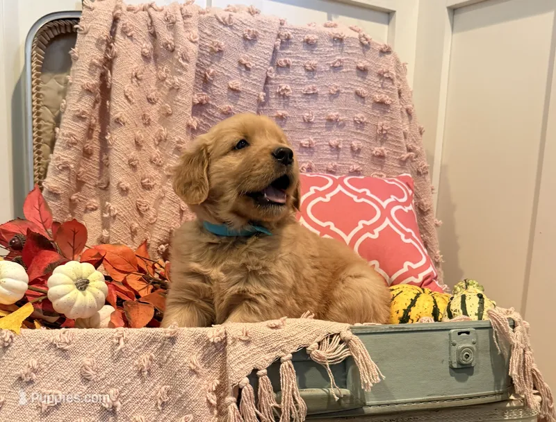 Rusty – Golden Retriever puppy for sale in Willard, WI