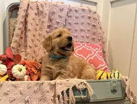 Rusty, a male Golden Retriever for sale in Willard, WI – 1 of 2
