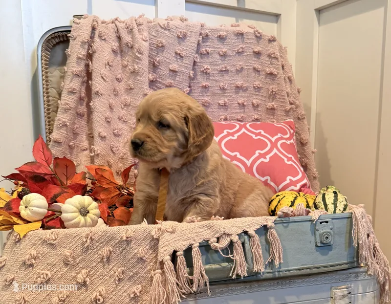 Pumpkin  – Golden Retriever puppy for sale in Willard, WI