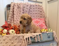 Pumpkin , a female Golden Retriever for sale in Willard, WI – 1 of 3