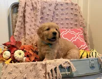 Rusty, a male Golden Retriever for sale in Willard, WI – 2 of 2