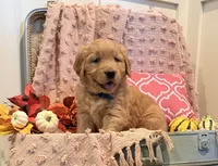Sniff, a male Golden Retriever for sale in Willard, WI – 2 of 2