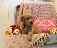 Sadie, a female Golden Retriever for sale in Willard, WI – 3 of 3