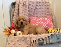 Lassie, a female Golden Retriever for sale in Willard, WI – 2 of 4