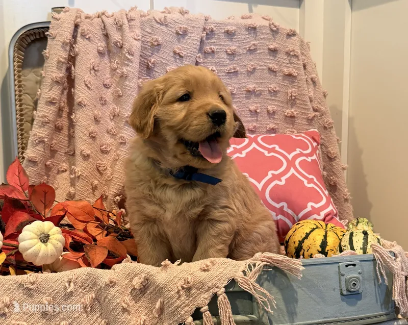 Sniff – Golden Retriever puppy on hold in Willard, WI