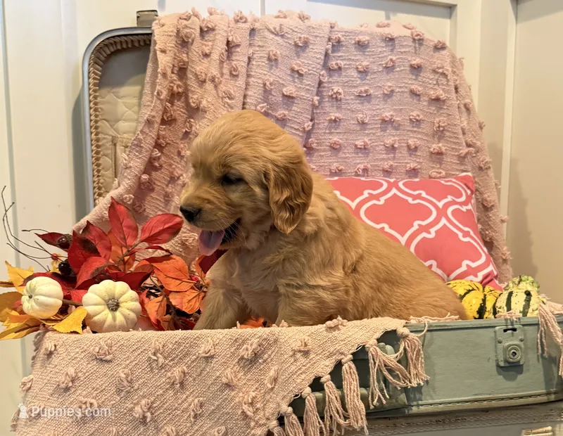 Sadie – Golden Retriever puppy for sale in Willard, WI