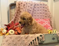 Sadie, a female Golden Retriever for sale in Willard, WI – 1 of 3