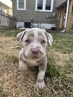 Athena, a female American Bully for sale in Omaha, NE – Photo 6 of 7