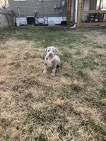 Athena, a female American Bully for sale in Omaha, NE – Photo 7 of 7