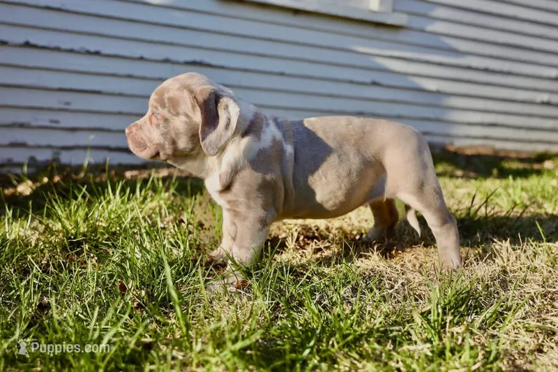 Athena – American Bully puppy for sale in Omaha, NE