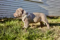 Athena, a female American Bully for sale in Omaha, NE – Photo 1 of 4