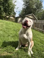 Athena, a female American Bully for sale in Omaha, NE – Photo 4 of 4