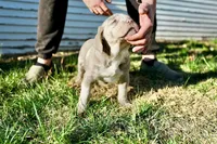 Athena, a female American Bully for sale in Omaha, NE – Photo 2 of 4