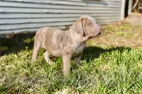Moose, a male American Bully for sale in Omaha, NE – Photo 2 of 7