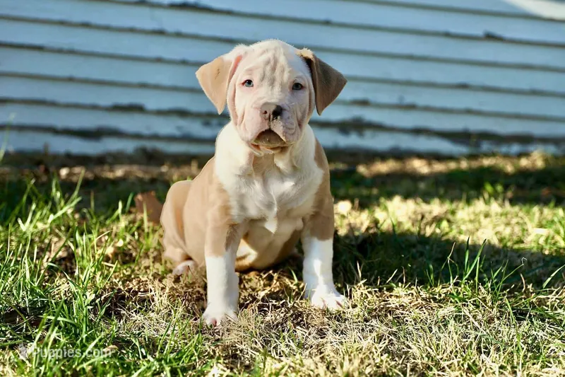 Junior – American Bully puppy for sale in Omaha, NE