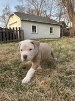 Junior, a male American Bully for sale in Omaha, NE – Photo 4 of 6