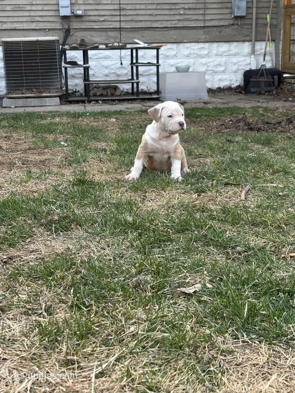 Junior – American Bully puppy for sale in Omaha, NE