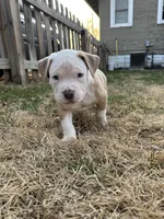 Junior, a male American Bully for sale in Omaha, NE – Photo 2 of 6