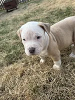 Junior, a male American Bully for sale in Omaha, NE – Photo 3 of 6