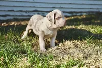 Ravyn, a female American Bully for sale in Omaha, NE – Photo 2 of 5