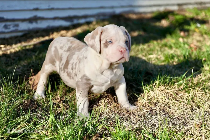 Ravyn – American Bully puppy for sale in Omaha, NE