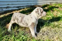 Charlette, a female American Bully for sale in Omaha, NE – Photo 2 of 3