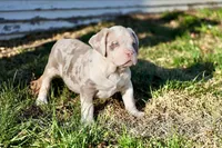 Charlette, a female American Bully for sale in Omaha, NE – Photo 1 of 3