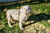 Charlotte , a female American Bully for sale in Omaha, NE – Photo 1 of 2
