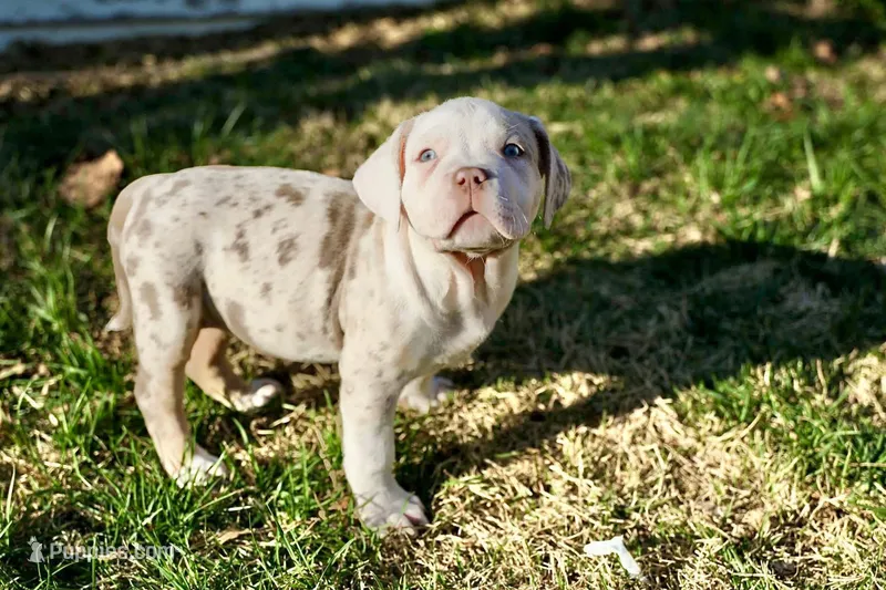 Marley – American Bully puppy for sale in Omaha, NE