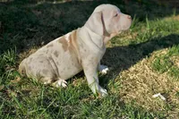 Marley, a female American Bully for sale in Omaha, NE – Photo 2 of 2